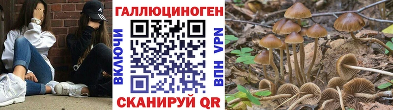 блэк спрут ТОР  купить закладку  Бобров  Псилоцибиновые грибы прущие грибы 